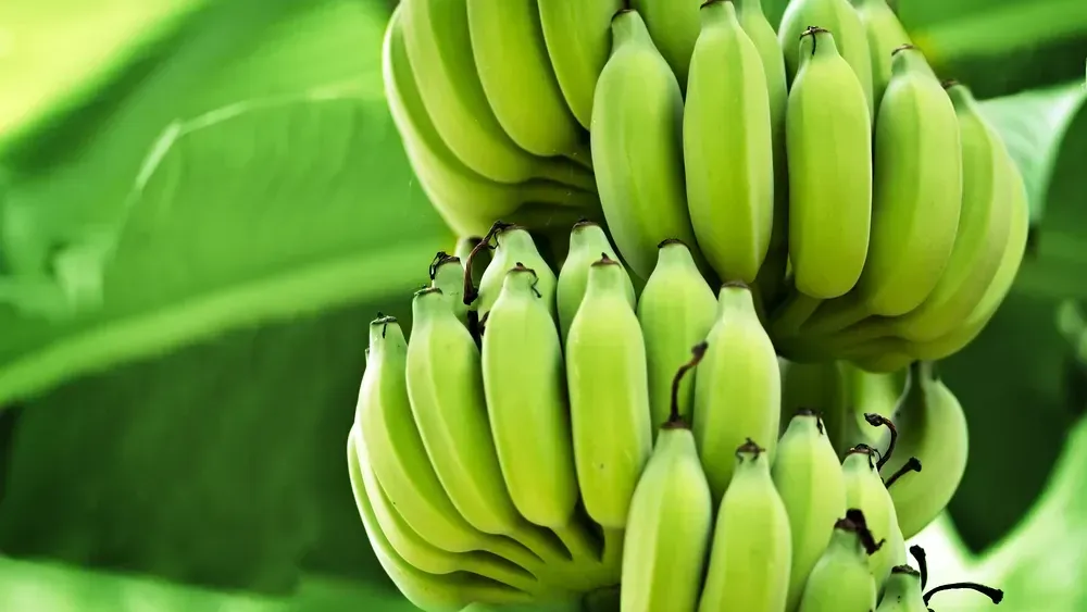 Review of banana green life throughout the food chain: From auto-catalytic induction to the optimisation of shipping and storage conditions
