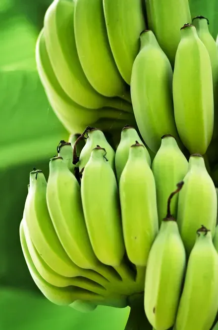 Review of banana green life throughout the food chain: From auto-catalytic induction to the optimisation of shipping and storage conditions