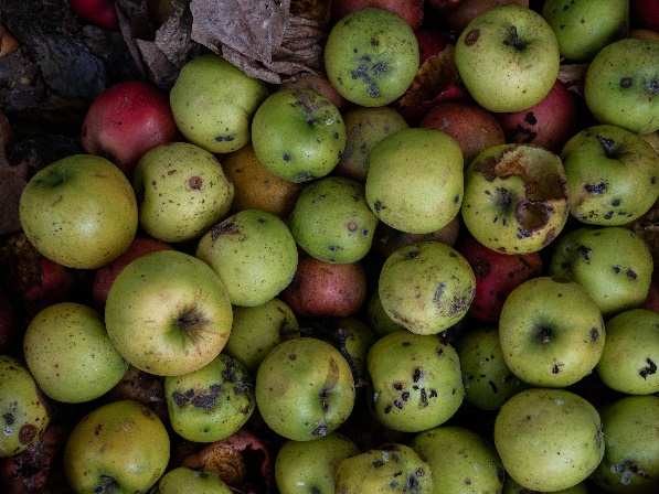 Disinfecting fruits | Vita Guard